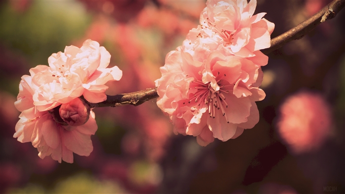 Pink Cherry Blossoms on a Branch