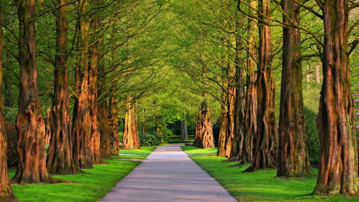 Serene Tree-Lined Path in Green Park 4K