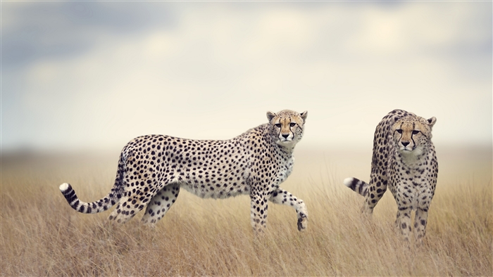Two Cheetahs in Tall Grass