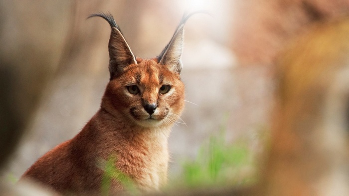 Caracal cat with tufted ears in natural setting