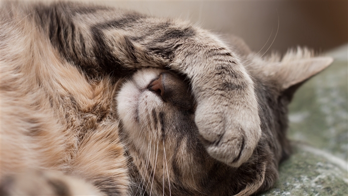 Close-up of a sleeping tabby cat covering its eyes