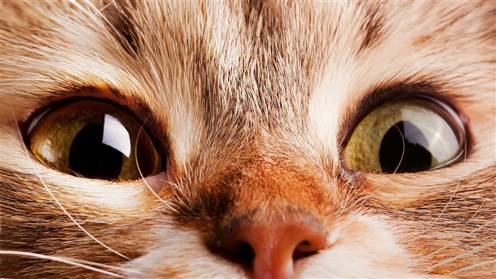 Macro Close-Up of Cat Eyes in 4K