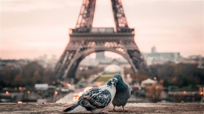Couple of Pigeons in front of Eiffel Tower, Paris 4K