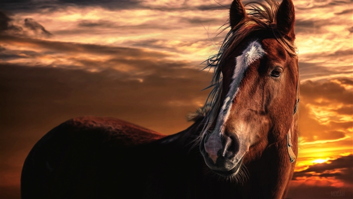 Horse against a dramatic sunset