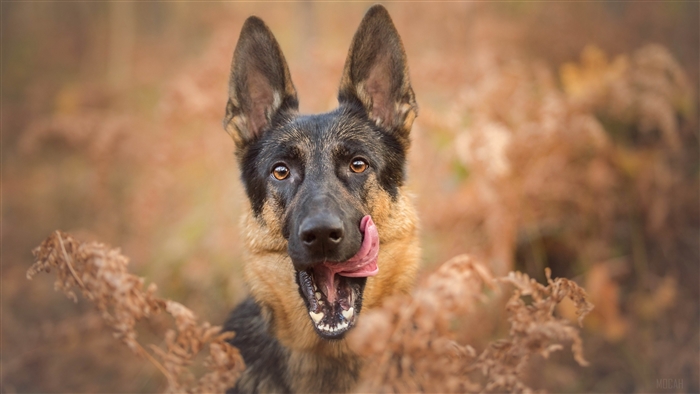 German Shepherd Dog Licking Its Nose in Fall