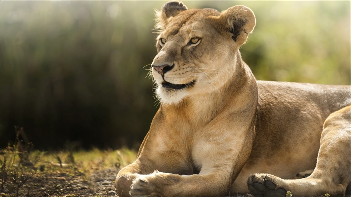Lioness resting in a grassy field