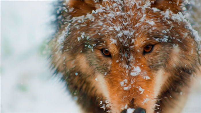 Oil Painting 4K Wolf Portrait