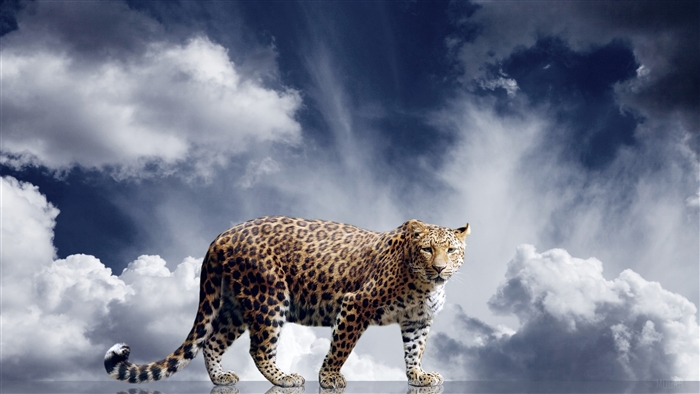 Leopard walking on reflective surface under cloudy sky