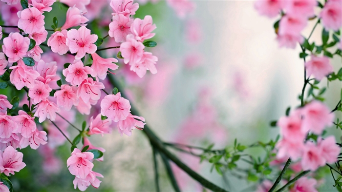 Pink Azalea Blossoms on a Branch in Spring 4K
