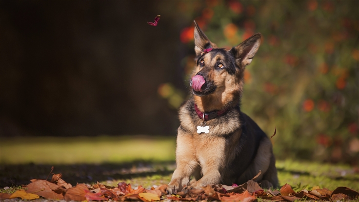 German Shepherd Dog with a Flower in its Fur
