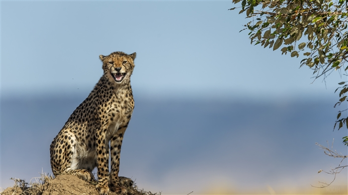 Cheetah sitting on a mound with mouth open