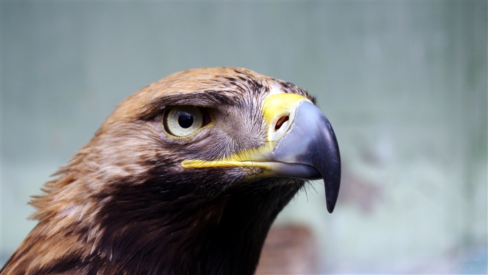 Close-up of a Golden Eagle's head