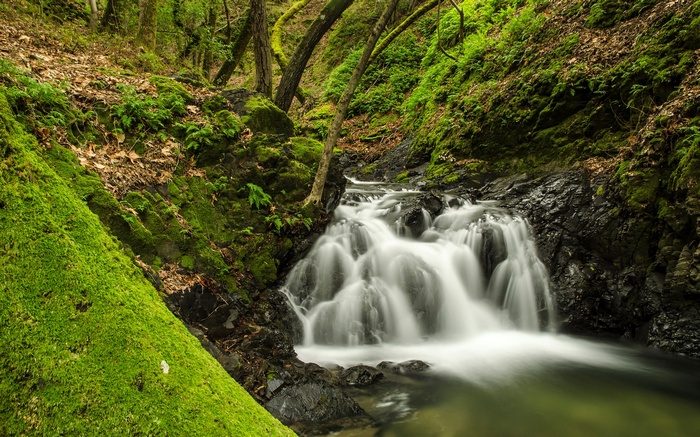 Mossy forest stream with a small waterfall