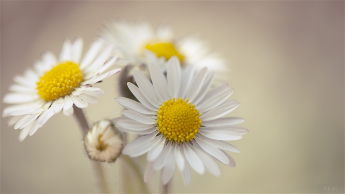 Close-up of daisies with yellow centers