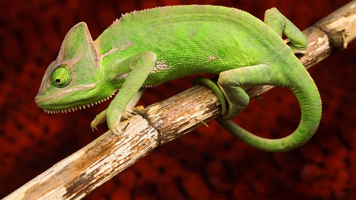 Green Chameleon on a Branch 4K