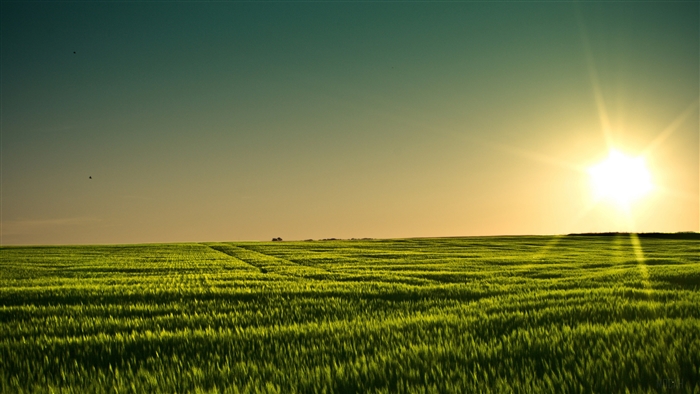 Barley Field at Sunset in Minnesota 4K