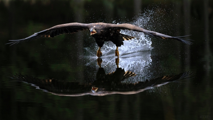 Eagle taking flight from water with reflection