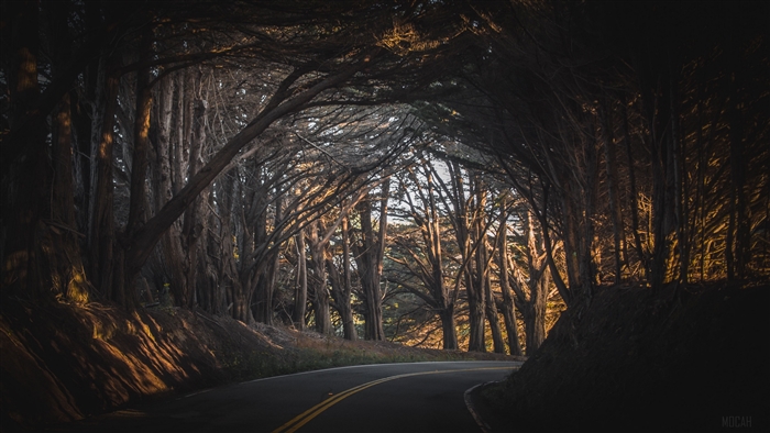 Serene Forest Road in Soft Sunset Light