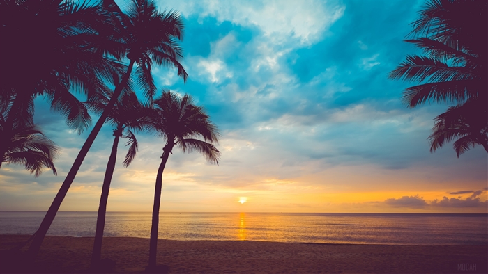 Cloud, Horizon, Nature, Ocean, Palm Tree 4k, HD Wallpaper | Rare Gallery