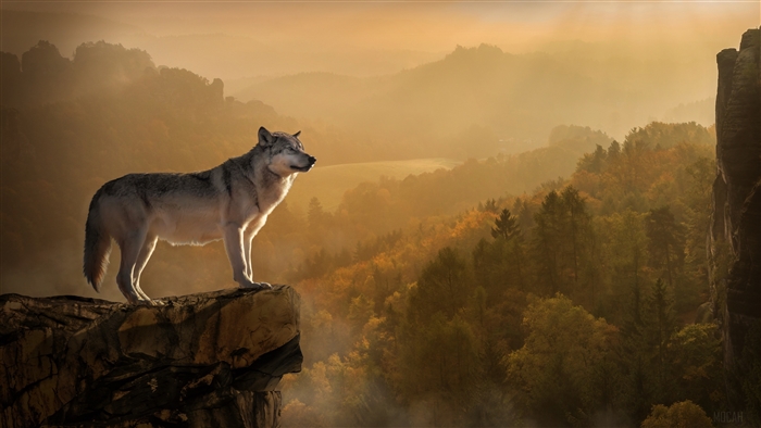 Wolf Standing on Rocky Ledge Overlooking Forest