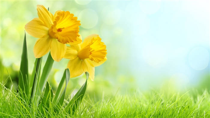 Yellow Daffodils in Green Grass 4K