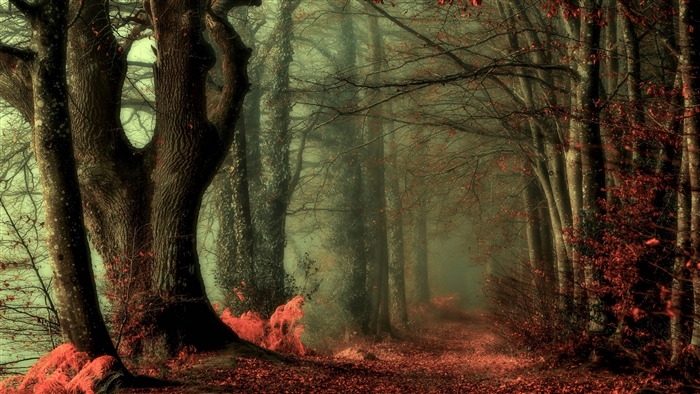 Foggy Forest Path with Red Leaves 4K