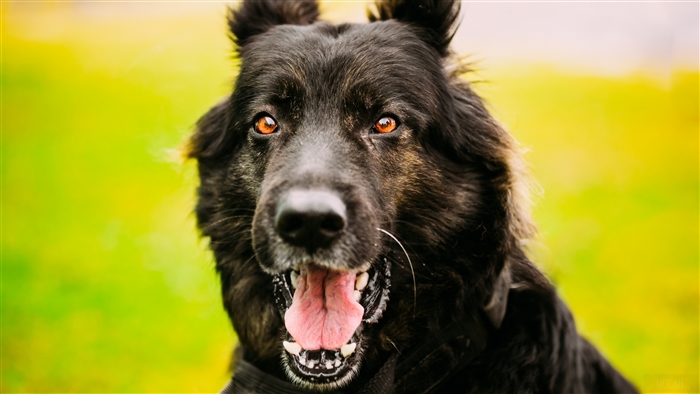 German Shepherd dog with orange eyes