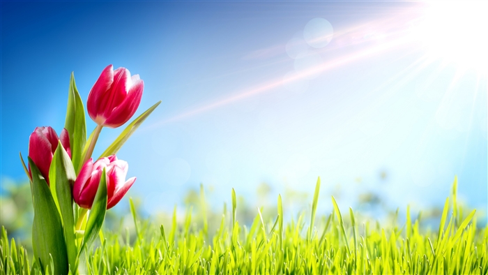 Pink Tulips in Green Grass with Sunbeams 4K