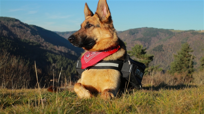 German Shepherd Dog with Backpack in Mountains 4K