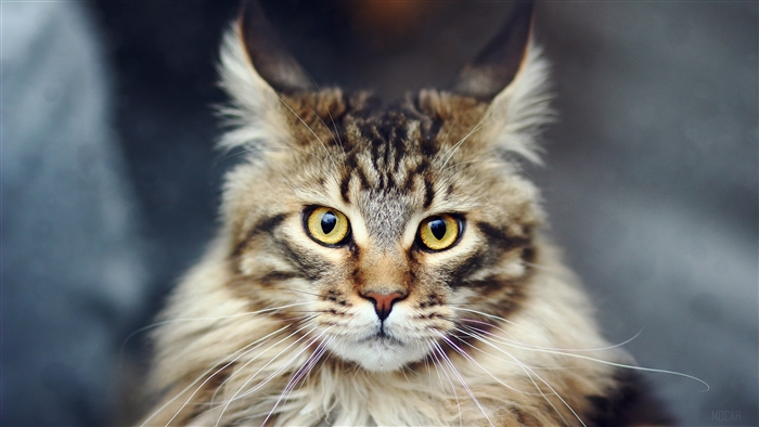 Close-up of a Maine Coon cat's face