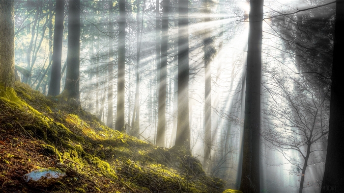 Sunbeams in a Mossy Forest