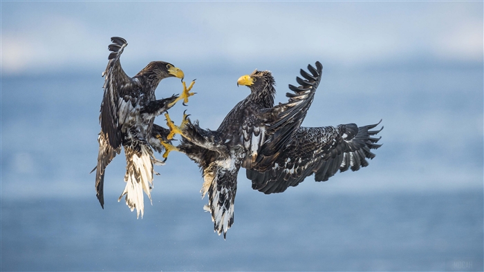 Two Steller's Sea Eagles fighting in mid-air