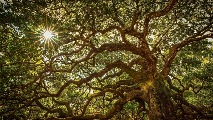Angel Oak Tree with Sunbeams, South Carolina