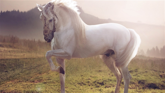 White horse with ornate bridle in a field