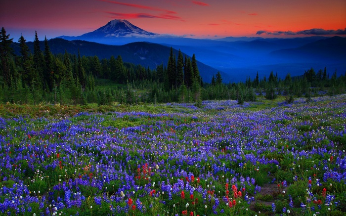 Wildflower Meadow with Mountain at Sunset