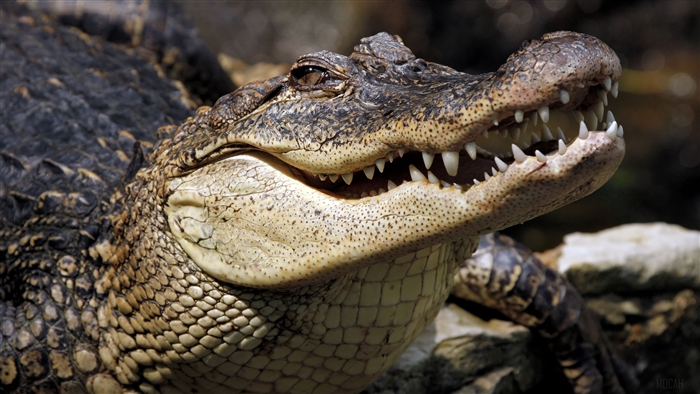 Close-up of an American Alligator with mouth open