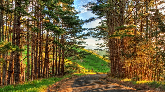 Road through a pine forest to a green hill