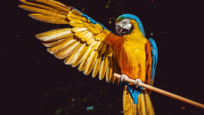 Blue and yellow macaw parrot with wings spread