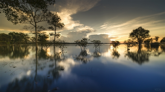 Trees reflected in water at sunset