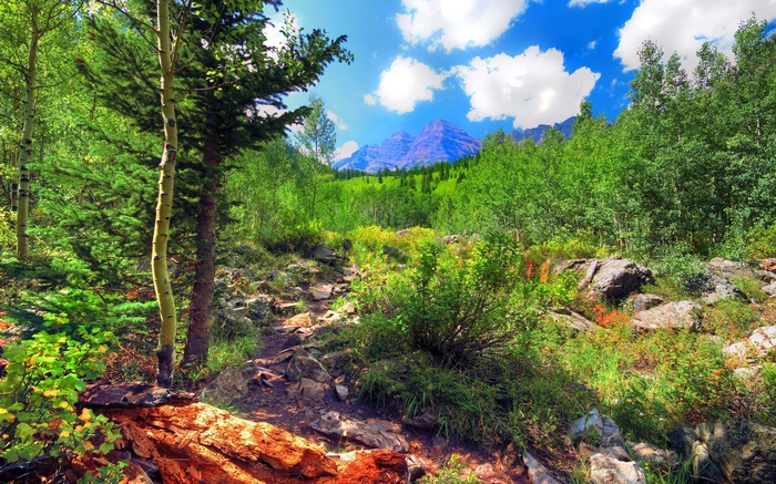 Mountain landscape with trees and a hiking trail