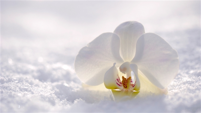 White orchid in snow 4K