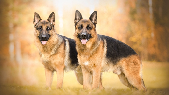 Two German Shepherds in a Field