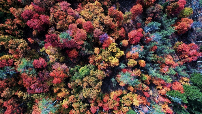 Colorful Aerial View of Fall Forest 4k