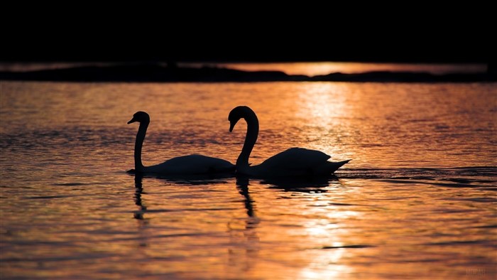 Two swans silhouetted at sunset on water