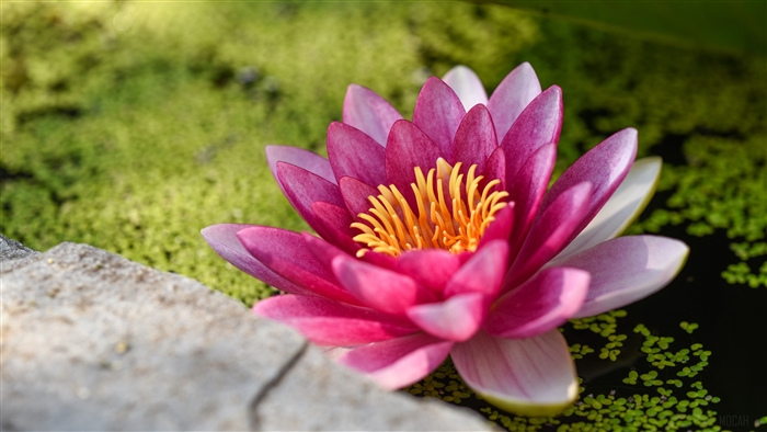 Pink Lotus Flower 4K
