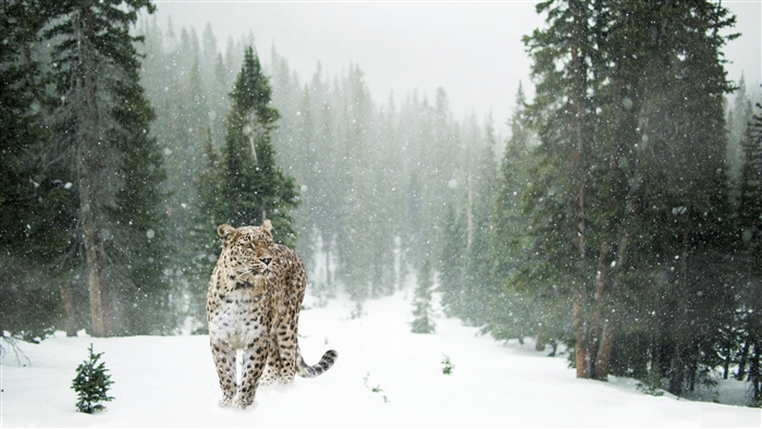 Leopard in a Snowy Forest