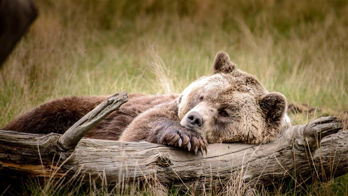 Brown bear sleeping on a log