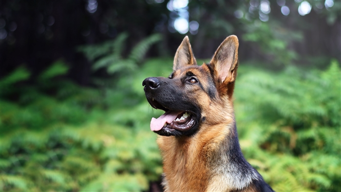 German Shepherd dog in a forest