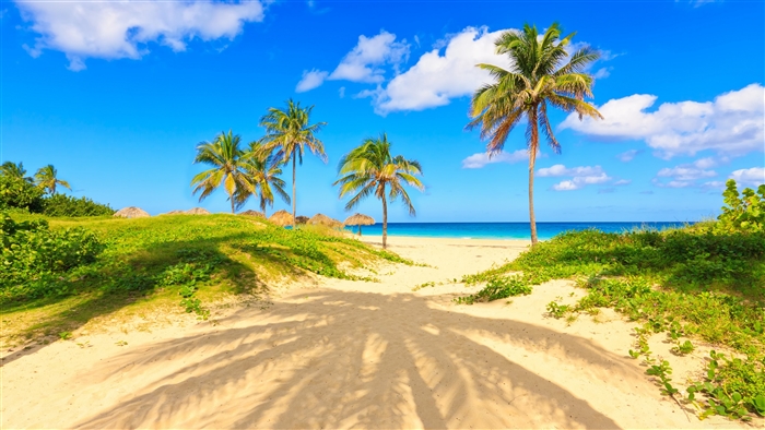 Tropical Beach with Palm Trees and Ocean 4K