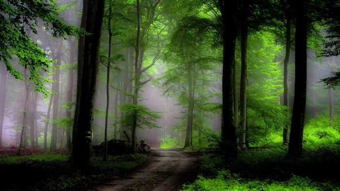 Foggy Forest Path with Greenery 4K